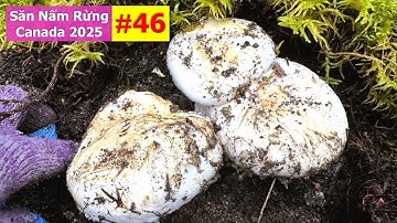 2VC Bội Thu Nấm Tùng Nhung Gặp Toàn Ổ Khủng Hái Mỏi Tay 2221》 Matsutake | Pine Mushrooms