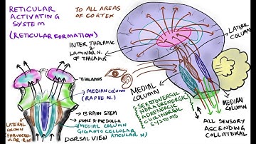 Reticular activating system/ RAS/ functions of reticular formation