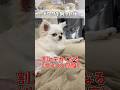 思ってたんと違う、だがそれが良い#チワワ #あるある #犬のいる生活