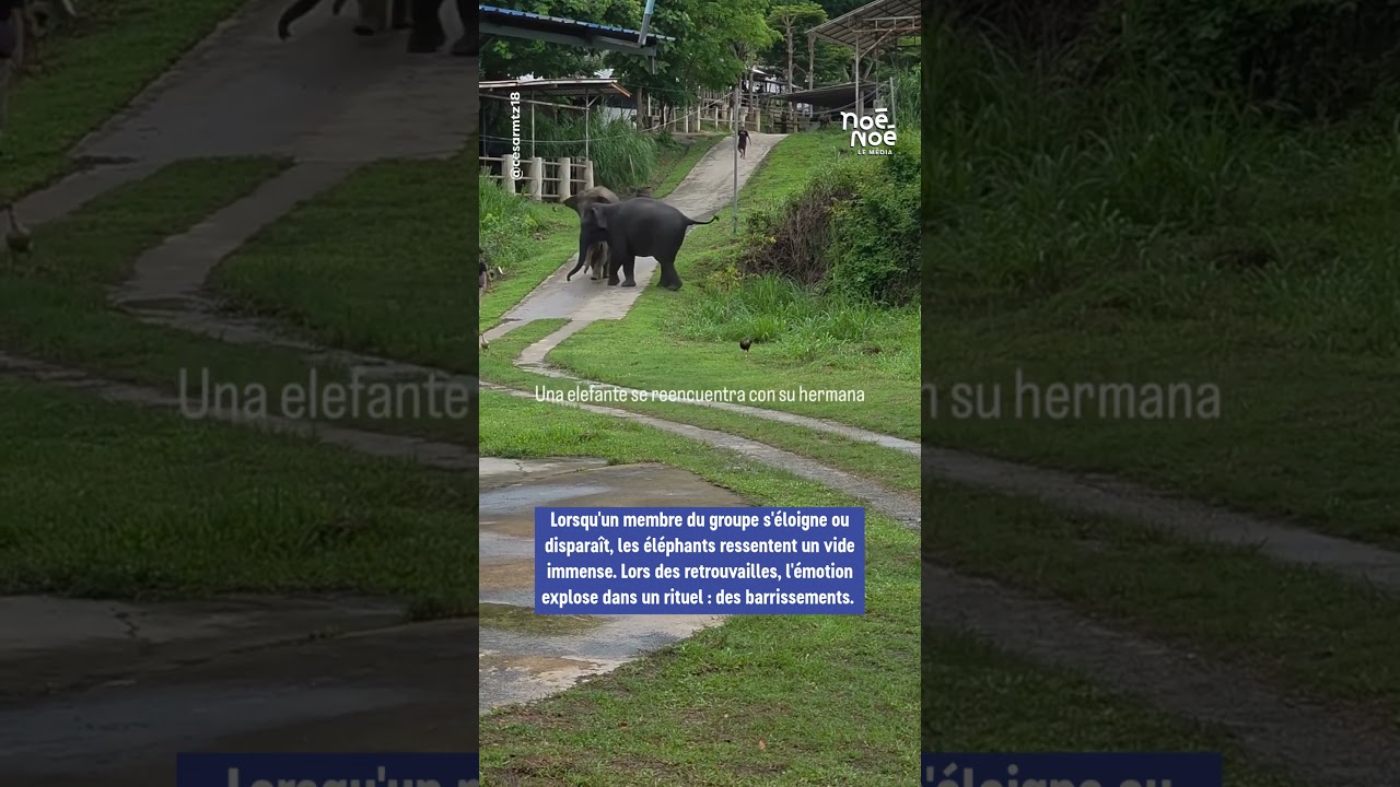 🐘 Elles ne s’étaient pas vues depuis des années… et pourtant, elles se sont reconnues.