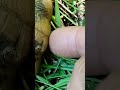 22 май 2026 г.Шипоопашата сухоземна костенурка, Testudo, Казанка