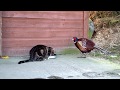 Buster(cat) and Pheasant