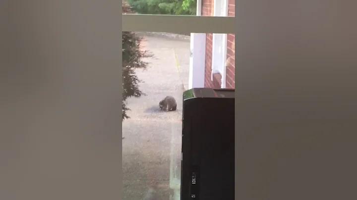 Little bird fights raccoon for seed
