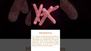 What is Mycobacterium Bacteria?