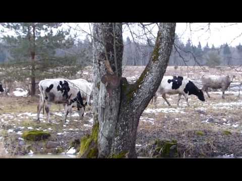 Video: Lehmade Ussid: Sümptomid, Ravi Ja Ennetamine