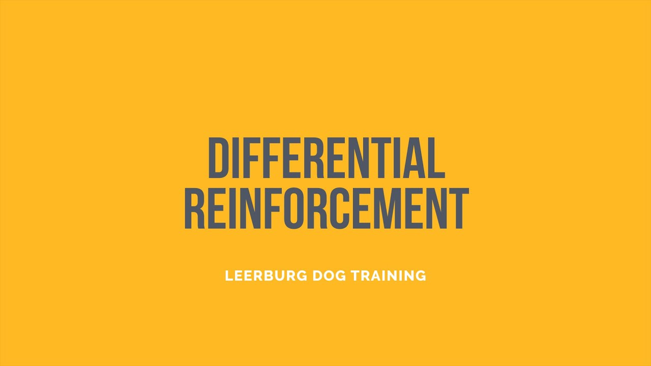 puppy paradise Differential Reinforcement with Tyler Muto
