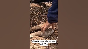 Tay không bắt con Rắn Hổ Mang to như gốc Tre