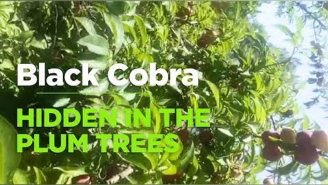 Black Cobra Spotted Hiding in Plum Trees 🌴😱 | Real Snake Encounter!