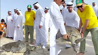 Turtle Release at Saadiyat Beach Abu Dhabi