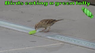 Sparrows and an Indian myna eating a green lolly