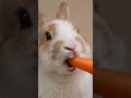 cute rabbit eating Carrot #rabbit #carrot #asmr #asmrshorts