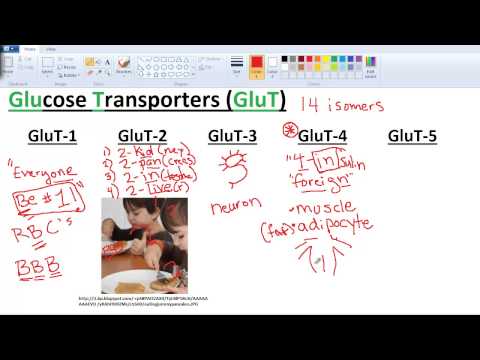 sugar-transporters-(gluts-and-sglts)