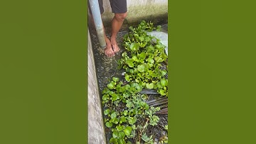 Phóng sự loại rắn 🐍