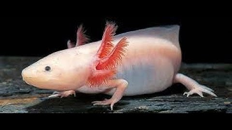 light switch-roblox MEP (open) #itsourmep