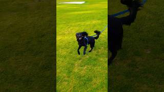 Pretty boys WALK LIKE THIS! WAIT for the FUNNY part at the END! #dog #puppy #cute #cavapoo #funny