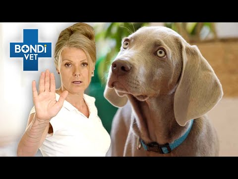 Video: Patty Khuly izklāsta dažas piezīmes, ka šis veterinārārsts nevēlas dzirdēt mājdzīvnieku īpašniekus.
