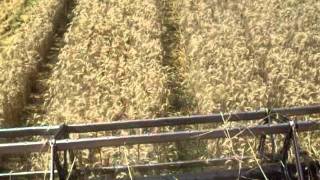 Audio/vidéo des moissons 2011 dans le Gers (lire les explications) cliquez sur plus