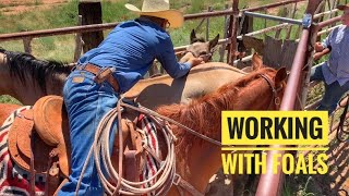 WORKING FOALS | HENSON GATHERS HORSES WITH A MARE THAT HAS 4 RIDES