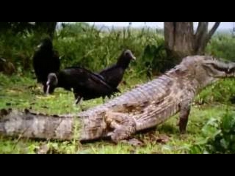 ヘビの捕食 丸飲み衝撃映像まとめ ニシキヘビのワニ丸飲みやヘビの共食い カエルやネズミ丸飲み捕食映像集 Youtube ヘビの捕食 丸飲み衝撃映像まとめ ニシキヘビのワニ丸飲みやヘビの共食い カエルやネズミ丸飲み捕食映像集 Youtube
