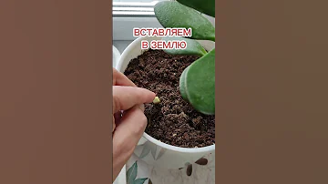 КОПЕЕЧНОЕ СРЕДСТВО ЗАЩИТИТ И ИЗБАВИТ РАЗ И НАВСЕГДА ОТ  МОШЕК И ВРЕДИТЕЛЕЙ В ДОМАШНИХ ЦВЕТАХ
