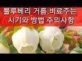 블루베리 비료 거름 주는 시기 방법 주의사항(블루베리묘목 재배방법,블루베리 키우기)