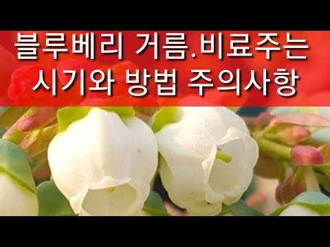 블루베리 비료 거름 주는 시기 방법 주의사항(블루베리묘목 재배방법,블루베리 키우기)