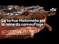 Matamata la tortue un peu moche mais incroyable  zapping sauvage