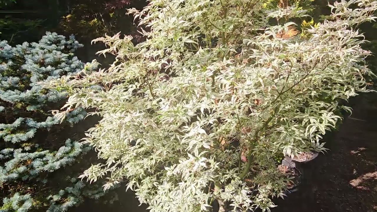 JAPANESE MAPLE 'UKIGUMO' IN SUN - WATCH MORE @amazingmaples BEST CONTAINER GARDENING