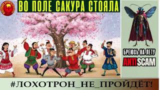 AntiFraud—Fly, 20й юбилейный выпуск: Во поле сакура стояла