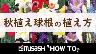 【ムサシ】秋植え球根の植え付け方