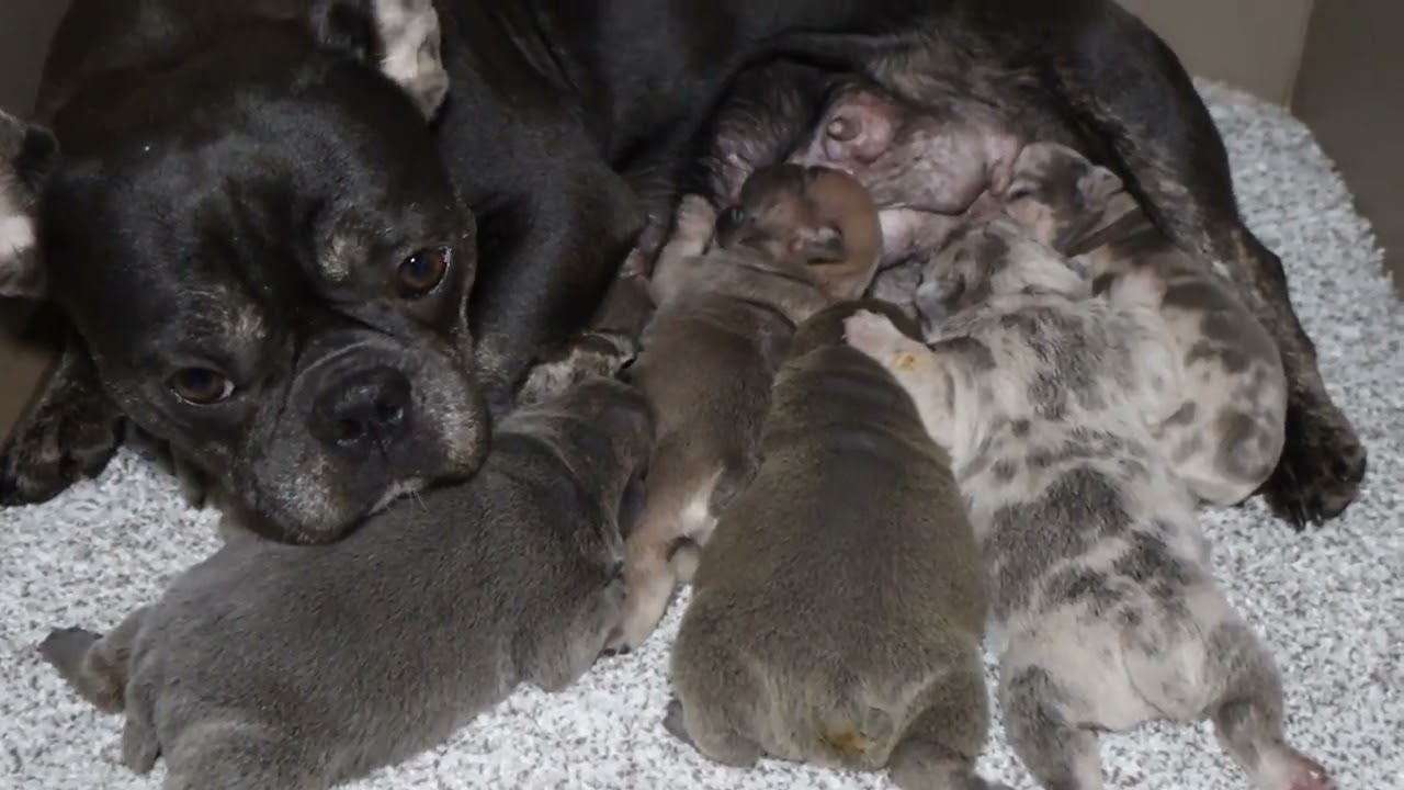 Blue Diamond Winnie French Bulldog Litter