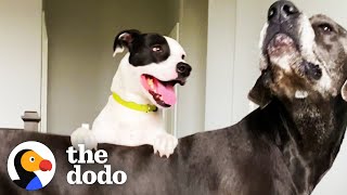 Dog's Best Friend Caught On Camera Sneaking Over To Play | The Dodo