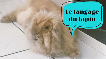 Pourquoi le lapin gratte les couvertures ?