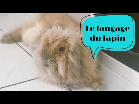 Vidéo: Pourquoi Les Lapins Rêvent