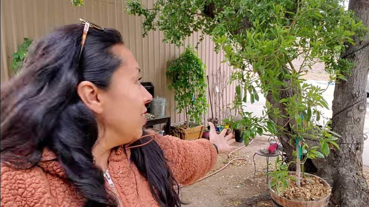 UPDATE:4th Year (Avocado 🥑Tree Growing In Container) It survived the moved