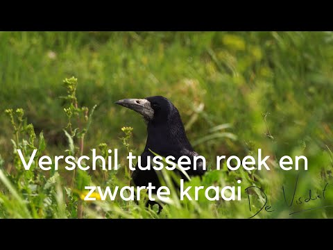 Ontdek het verschil tussen roek en zwarte kraai / Difference between Rook and Carrion Crow #288