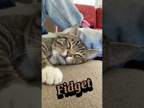 National Hug Your Cat Day 2025