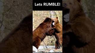 😲😲  𝐄𝐩𝐢𝐜 𝐁𝐄𝐀𝐑 𝐅𝐢𝐠𝐡𝐭 😲😲 | Brown Bear Fighting | #shorts