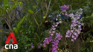 Singapore hosting Asia Pacific Orchid Conference for the first time; 50,000 participants expected screenshot 5
