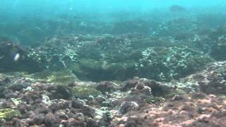 Snorkeling in Christmas Island, Kiribati