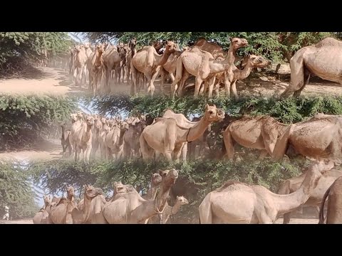 Camel Group Heading To The Sarai For Grass