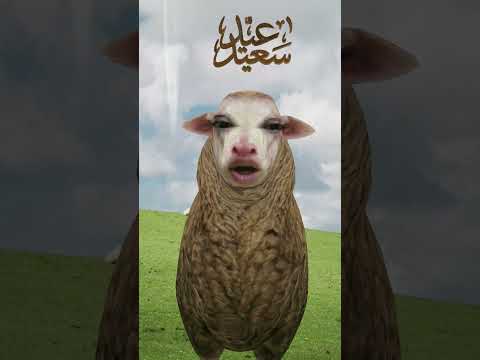عيد الاضحى اشتراك بالقناة تيتاميمو
