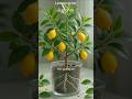 easy way to grow lamon#growth #lamon#shorts