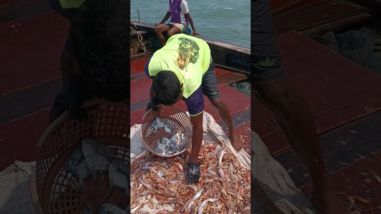 खुप दिवसानंतर डोल मासेमारीत सापडले पापलेट मासे. pomfret fishing in deep sea. Indian fishing #pomfret