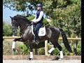 Poeta de susaeta  training for psg level  dressage horses  black andalusian horse