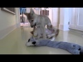 Baby Wolf and Border Collie Pup Jiu Jitsu