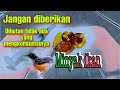 memberikan minyak ikan pada trotolan  murai batu