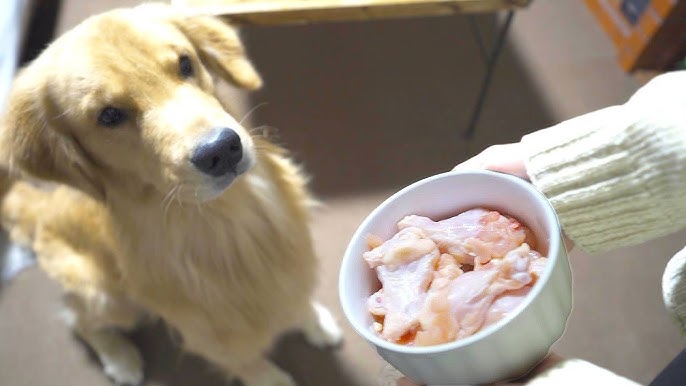 初めての手羽先 犬に生肉をあげたら野生本能むき出しにw 犬の手作りごはん Youtube 初めての手羽先 犬に生肉をあげたら野生本能むき出しにw 犬の手作りごはん Youtube