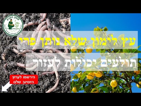 וִידֵאוֹ: כיצד לדשן עצים? דשן להזנת עצי מחט ועצים אחרים בחורף ובתחילת האביב. כיצד להאכיל גינות, קלמנטינות ועצים אחרים באוגוסט?