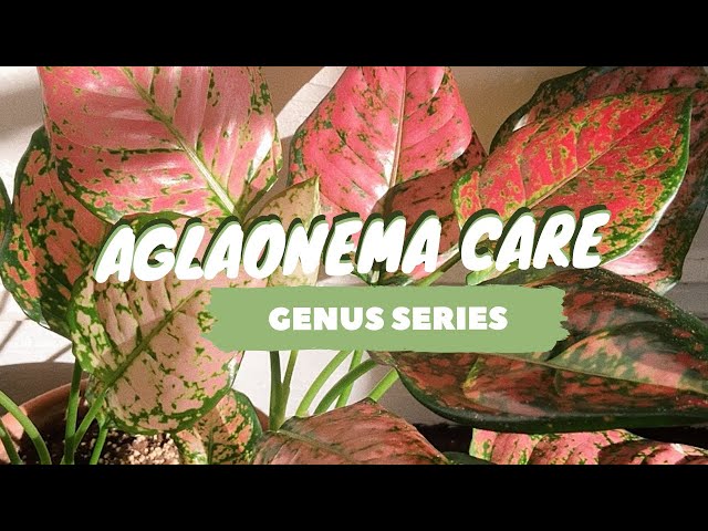 black cardinal philodendron site etsy.com Philodendron 'Black Cardinal' 8